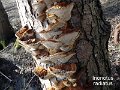 Xanthoporia radiata-amf1568